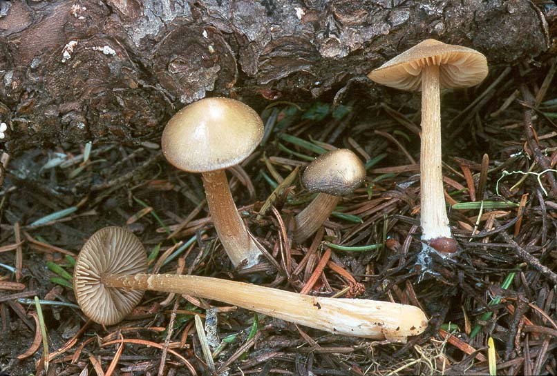 Nolanea holoconiota